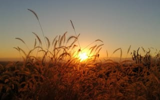 Картинка пшеница, колос, колосок, поле, природа, вечер, закат, заход, солнце
