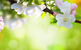 Картинка весна, природа, лепестки, цветы, боке, дерево