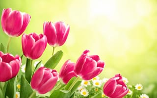 Обои тюльпаны, цветы, tulips, flowers, spring, fresh