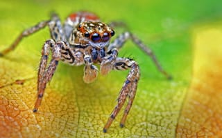 Картинка паук, паук-скакун, скакун, насекомое, насекомые, природа, макро, крупный план