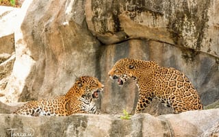 Картинка ягуары, хищники, семейные разборки