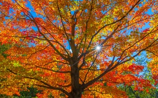 Картинка лес, небо, ствол, крона, листья, дерево, солнце, багрянец, лучи, осень