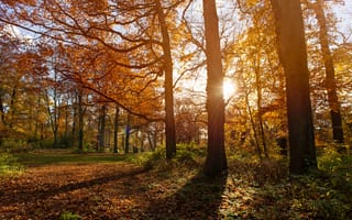 Картинка Нидерланды, Гаага, деревья, парк, Jean-Pierre B. рhotography, тени, солничный день, ноябрь, солнце, осень