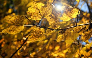 Картинка ветка, листья, макро, осень, размытость, жёлтые