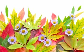 Картинка листья, осень, цветы