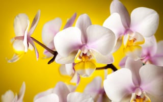 Картинка цветы, орхидеи, белые, лепестки, желтый