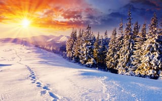 Картинка пейзажи, солнце, деревья, зимние, следы, дерево, зима, снег, природа