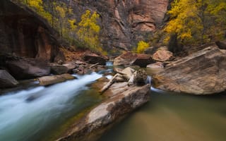 Картинка камни, ущелье, деревья, каньон, сша, юта, осень, Zion National Park, река, скалы