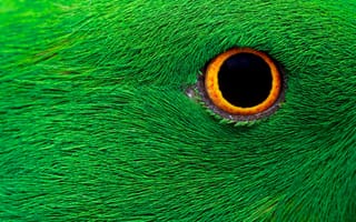 Картинка глаз, птицы, птица, животное, животные, макро, крупный план, зеленый