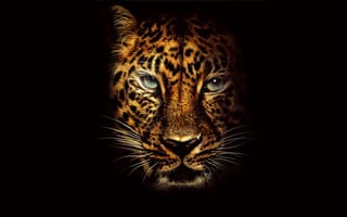 Картинка леопард, барс, дикие кошки, дикий, кошки, большие кошки, большая кошка, хищник, животные, amoled, амолед, черный