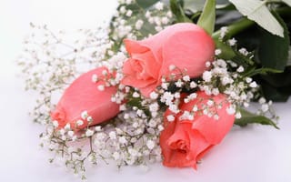 Картинка букет, розы, розовые, гипсофила