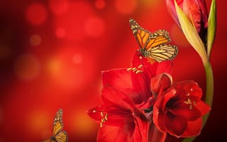 Картинка цветок, красный, бабочки, блики, амарилис