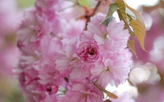 Обои сакура, размытость, цветы, лепестки, весна, розовые, макро