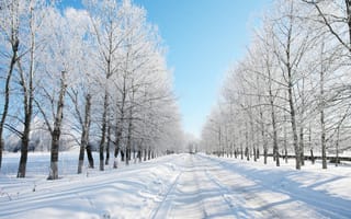 Картинка зима, снег, лес, даль, дорога, деревья