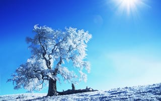 Обои пейзажи, деревья, дерево, снег, зимние картинки, природа, зима, солнце