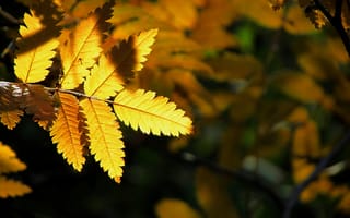 Картинка осень, на черном, лист, природа, желтое, свет
