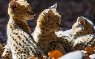 Картинка кошки, котята, детёныши, ©Tambako The Jaguar, малыши, сервал, профиль, листья