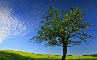 Картинка дерево, весна, небо