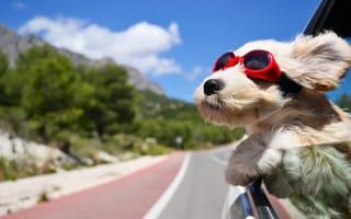 Картинка собаки, собака, пес, животное, животные, питомец, очки, машина, дорога, путешествие