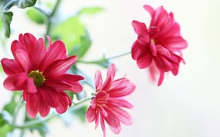 Картинка хризантемы, розовые, лепестки, цветы