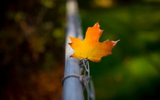Картинка осень, лист, забор
