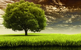 Картинка травка, дерево, поле, природа