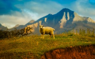 Картинка овца, ягненок, животные, животное, природа, гора