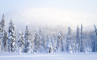 Картинка зима, природа, туман, снег, ель