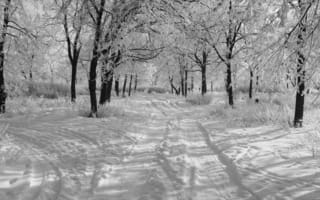 Картинка Зима, утро, снег, деревья в снегу, черно-белое