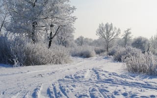 Картинка Зима, утро, деревья в снегу, снег