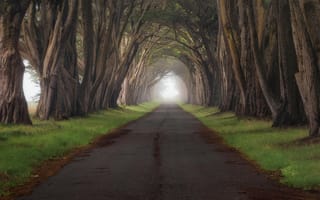 Картинка Пойнт-Рейес, Калифорния, дорога, тоннель, туман, трава, деревья