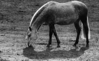 Картинка лошади, конь, животные, черно-белый, серый