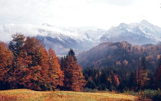 Картинка осень, осенние, время года, сезоны, сезонные, лес, деревья, дерево, природа, гора, туман, дымка