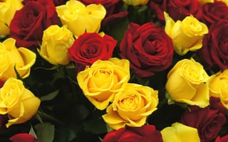 Обои красные, цветы, розы, жёлтые