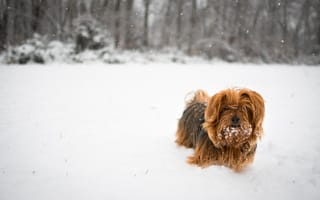 Картинка собаки, собака, пес, животное, животные, питомец, зима, снег