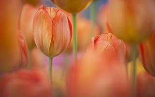 Картинка весна, тюльпаны, цветы, природа, оранжевые