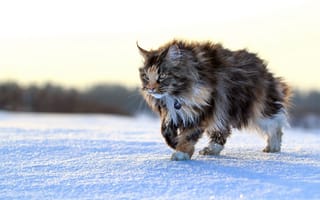 Картинка кот, кошки, кошка, кошачьи, домашние, животные, пушистый, снег, зима
