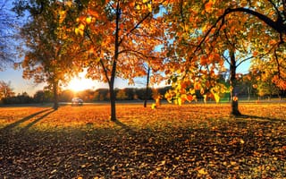 Картинка листья, осень, закат, рассвет, деревья, природа