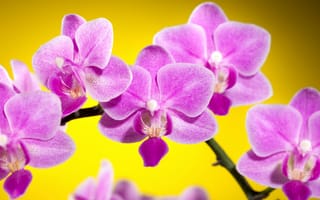 Картинка орхидеи, цветы, розовые, желтый