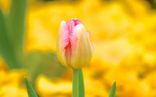 Картинка природа, весна, тюльпаны