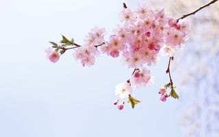 Обои весна, соцветие, макро, ветка, розовые, цветы