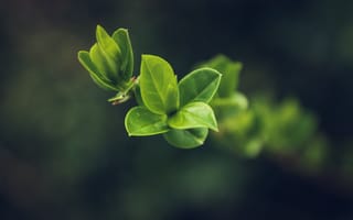 Картинка лист, растение, природа, весна