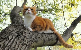 Картинка кошка, рыжий, кот, дерево, природа