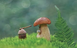 Картинка гриб, природа, лист, растение, улитка