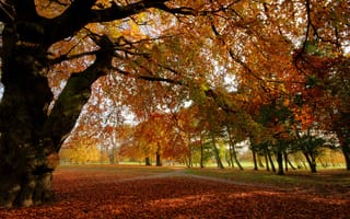 Картинка листья, осень, лес, парк, деревья