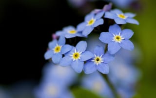 Обои голубые, лето, цветы, незабудки, природа