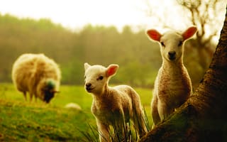 Картинка овечка, овца, овцы, овечки