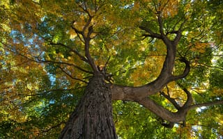 Картинка листья, ствол, крона, осень, дерево, кора