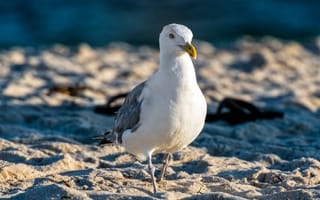 Обои Seagull, Beach, Birds