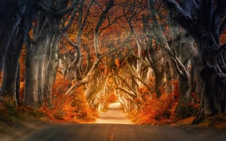 Картинка осень, осенние, время года, сезоны, сезонные, лес, деревья, дерево, природа, дорога, тропинка, тропа